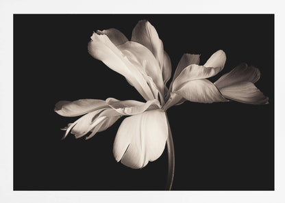 A dramatic, sepia-toned close-up photograph of a large, fully bloomed flower with soft, flowing petals, set against a solid black background and enclosed in a silver frame. Decor