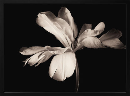 A dramatic, sepia-toned close-up photograph of a large, fully bloomed flower with soft, flowing petals, set against a solid black background and enclosed in a silver frame. Decor