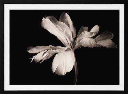 A dramatic, sepia-toned close-up photograph of a large, fully bloomed flower with soft, flowing petals, set against a solid black background and enclosed in a silver frame. Decor