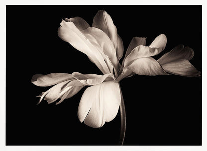 A dramatic, sepia-toned close-up photograph of a large, fully bloomed flower with soft, flowing petals, set against a solid black background and enclosed in a silver frame. Decor