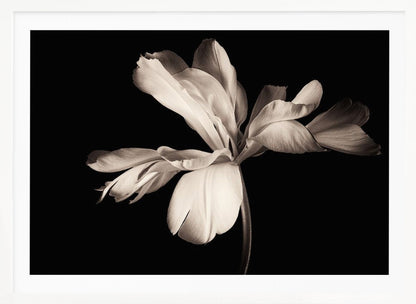 A dramatic, sepia-toned close-up photograph of a large, fully bloomed flower with soft, flowing petals, set against a solid black background and enclosed in a silver frame. Decor