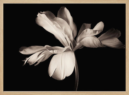 A dramatic, sepia-toned close-up photograph of a large, fully bloomed flower with soft, flowing petals, set against a solid black background and enclosed in a silver frame. Decor