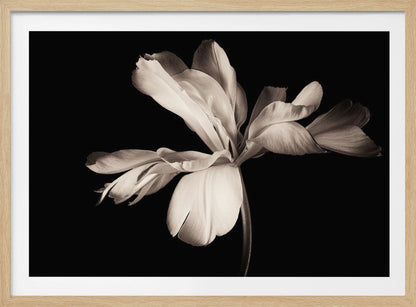 A dramatic, sepia-toned close-up photograph of a large, fully bloomed flower with soft, flowing petals, set against a solid black background and enclosed in a silver frame. Decor