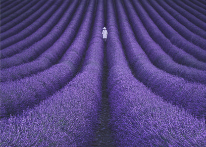 A high-angle photograph of a vast lavender field with the flowers planted in long, curving rows, creating a mesmerizing purple pattern. A single person wearing a white dress and a hat walks away from the camera down a path between the rows. The image is presented within a silver-colored frame. Artwork