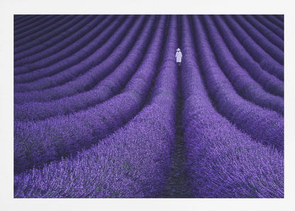 A high-angle photograph of a vast lavender field with the flowers planted in long, curving rows, creating a mesmerizing purple pattern. A single person wearing a white dress and a hat walks away from the camera down a path between the rows. The image is presented within a silver-colored frame. Artwork