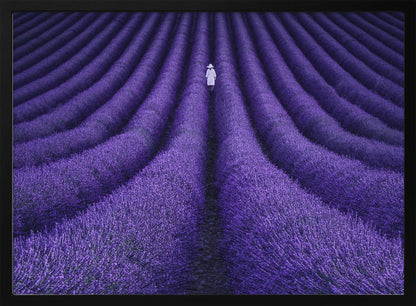 A high-angle photograph of a vast lavender field with the flowers planted in long, curving rows, creating a mesmerizing purple pattern. A single person wearing a white dress and a hat walks away from the camera down a path between the rows. The image is presented within a silver-colored frame. Artwork