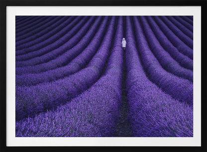 A high-angle photograph of a vast lavender field with the flowers planted in long, curving rows, creating a mesmerizing purple pattern. A single person wearing a white dress and a hat walks away from the camera down a path between the rows. The image is presented within a silver-colored frame. Artwork