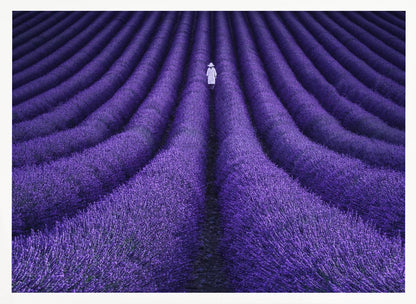 A high-angle photograph of a vast lavender field with the flowers planted in long, curving rows, creating a mesmerizing purple pattern. A single person wearing a white dress and a hat walks away from the camera down a path between the rows. The image is presented within a silver-colored frame. Artwork