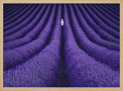 A high-angle photograph of a vast lavender field with the flowers planted in long, curving rows, creating a mesmerizing purple pattern. A single person wearing a white dress and a hat walks away from the camera down a path between the rows. The image is presented within a silver-colored frame. Artwork