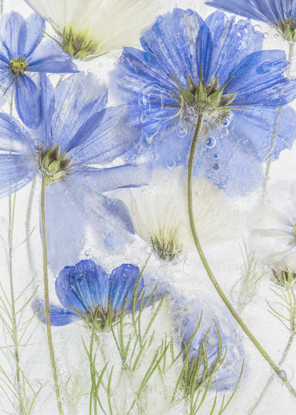 A close-up artistic photograph of blue and white cosmos flowers frozen within a block of clear ice. The flowers are viewed from multiple angles, with delicate petals and thin green stems suspended in the ice, surrounded by tiny air bubbles. Print