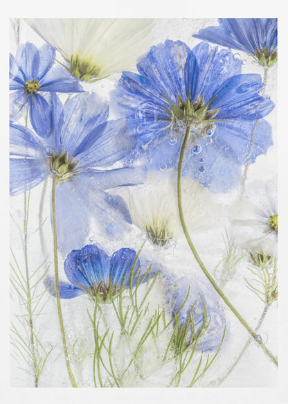 A close-up artistic photograph of blue and white cosmos flowers frozen within a block of clear ice. The flowers are viewed from multiple angles, with delicate petals and thin green stems suspended in the ice, surrounded by tiny air bubbles. Print