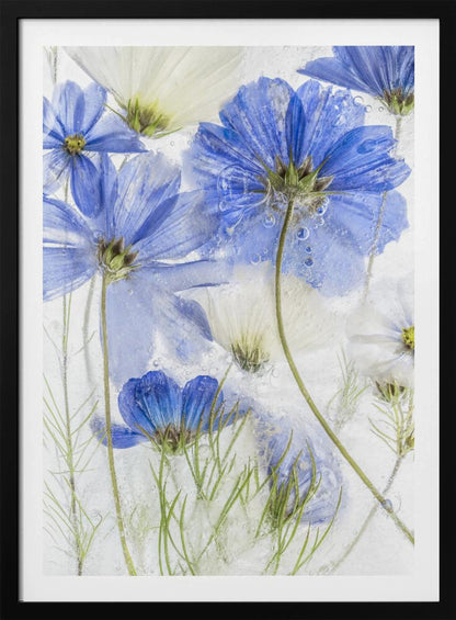 A close-up artistic photograph of blue and white cosmos flowers frozen within a block of clear ice. The flowers are viewed from multiple angles, with delicate petals and thin green stems suspended in the ice, surrounded by tiny air bubbles. Print