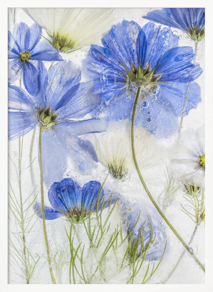 A close-up artistic photograph of blue and white cosmos flowers frozen within a block of clear ice. The flowers are viewed from multiple angles, with delicate petals and thin green stems suspended in the ice, surrounded by tiny air bubbles. Print