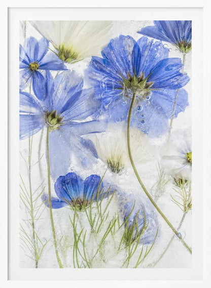 A close-up artistic photograph of blue and white cosmos flowers frozen within a block of clear ice. The flowers are viewed from multiple angles, with delicate petals and thin green stems suspended in the ice, surrounded by tiny air bubbles. Print