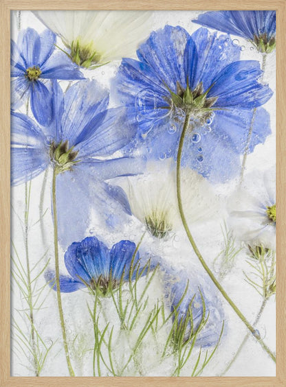A close-up artistic photograph of blue and white cosmos flowers frozen within a block of clear ice. The flowers are viewed from multiple angles, with delicate petals and thin green stems suspended in the ice, surrounded by tiny air bubbles. Print