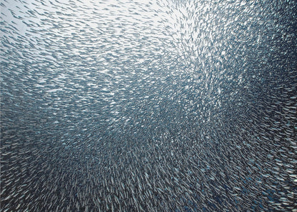 A massive, swirling school of countless small, silvery fish underwater, creating a dense, textured pattern. The light source from above illuminates the upper part of the school against a bright background, which darkens to a deep blue in the lower part of the image. The entire artwork is presented within a silver frame. Decor