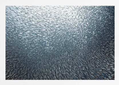 A massive, swirling school of countless small, silvery fish underwater, creating a dense, textured pattern. The light source from above illuminates the upper part of the school against a bright background, which darkens to a deep blue in the lower part of the image. The entire artwork is presented within a silver frame. Decor