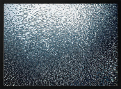 A massive, swirling school of countless small, silvery fish underwater, creating a dense, textured pattern. The light source from above illuminates the upper part of the school against a bright background, which darkens to a deep blue in the lower part of the image. The entire artwork is presented within a silver frame. Decor