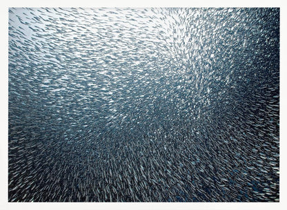 A massive, swirling school of countless small, silvery fish underwater, creating a dense, textured pattern. The light source from above illuminates the upper part of the school against a bright background, which darkens to a deep blue in the lower part of the image. The entire artwork is presented within a silver frame. Decor