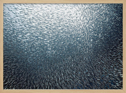 A massive, swirling school of countless small, silvery fish underwater, creating a dense, textured pattern. The light source from above illuminates the upper part of the school against a bright background, which darkens to a deep blue in the lower part of the image. The entire artwork is presented within a silver frame. Decor