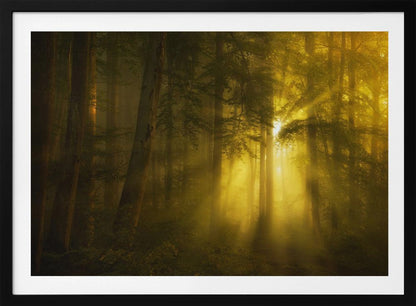 A landscape photograph of a dense, misty forest where golden sunbeams dramatically stream through the tall trees, illuminating the fog and creating a magical, ethereal atmosphere. The image is enclosed in a silver frame. Poster