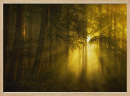 A landscape photograph of a dense, misty forest where golden sunbeams dramatically stream through the tall trees, illuminating the fog and creating a magical, ethereal atmosphere. The image is enclosed in a silver frame. Poster