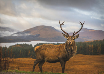 A majestic red deer stag with large antlers stands on a grassy hill, looking directly forward. In the background, a serene lake is surrounded by a dense forest and misty mountains under a dramatic, cloudy sky. The entire photograph is displayed within a silver-colored frame. Poster