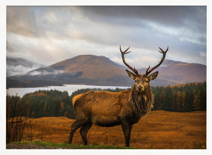A majestic red deer stag with large antlers stands on a grassy hill, looking directly forward. In the background, a serene lake is surrounded by a dense forest and misty mountains under a dramatic, cloudy sky. The entire photograph is displayed within a silver-colored frame. Poster
