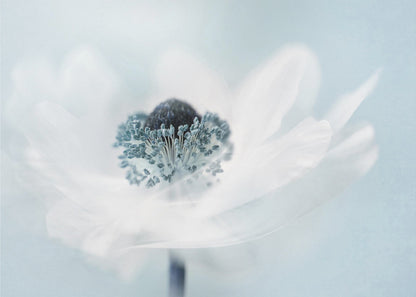 A dreamy, soft-focus macro photograph of a single white anemone flower. The flower has a dark center surrounded by delicate blue-tipped stamens. The background is a soft, pale blue, and the entire image is presented within a silver frame. Wall Art