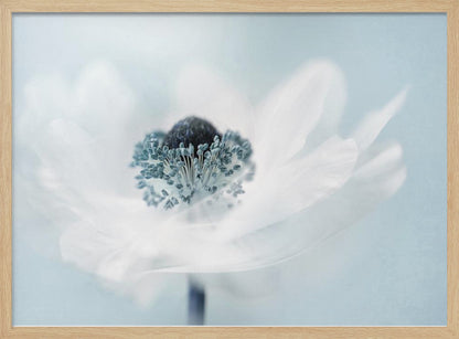 A dreamy, soft-focus macro photograph of a single white anemone flower. The flower has a dark center surrounded by delicate blue-tipped stamens. The background is a soft, pale blue, and the entire image is presented within a silver frame. Wall Art