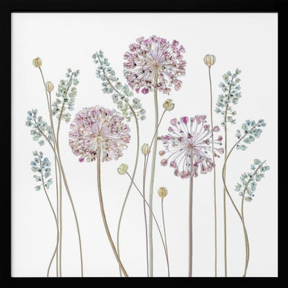 A botanical art print in a light wood frame, featuring delicate pressed allium flowers with pink and purple globes and slender stems, interspersed with sprigs of muted blue-green foliage against a clean white background. Poster