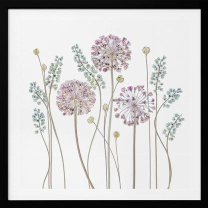 A botanical art print in a light wood frame, featuring delicate pressed allium flowers with pink and purple globes and slender stems, interspersed with sprigs of muted blue-green foliage against a clean white background. Poster
