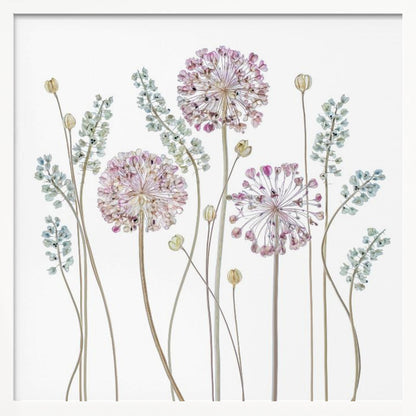 A botanical art print in a light wood frame, featuring delicate pressed allium flowers with pink and purple globes and slender stems, interspersed with sprigs of muted blue-green foliage against a clean white background. Poster