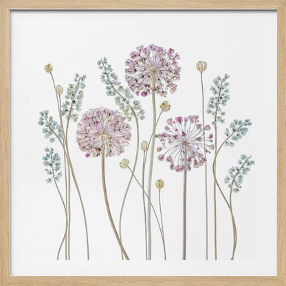 A botanical art print in a light wood frame, featuring delicate pressed allium flowers with pink and purple globes and slender stems, interspersed with sprigs of muted blue-green foliage against a clean white background. Poster