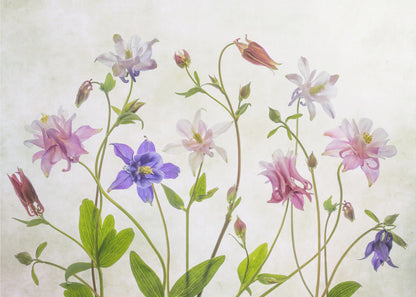 A delicate arrangement of various columbine flowers in shades of purple, pink, white, and red, with bright green leaves and stems against a soft, light-textured background, enclosed in a silver frame. Artwork