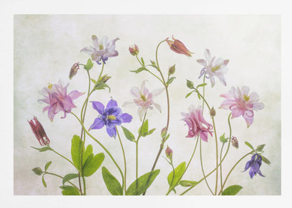 A delicate arrangement of various columbine flowers in shades of purple, pink, white, and red, with bright green leaves and stems against a soft, light-textured background, enclosed in a silver frame. Artwork