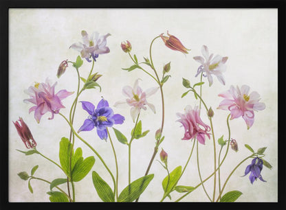 A delicate arrangement of various columbine flowers in shades of purple, pink, white, and red, with bright green leaves and stems against a soft, light-textured background, enclosed in a silver frame. Artwork