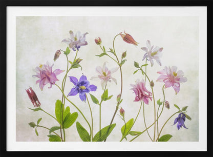A delicate arrangement of various columbine flowers in shades of purple, pink, white, and red, with bright green leaves and stems against a soft, light-textured background, enclosed in a silver frame. Artwork
