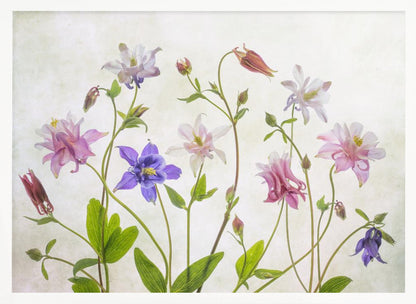 A delicate arrangement of various columbine flowers in shades of purple, pink, white, and red, with bright green leaves and stems against a soft, light-textured background, enclosed in a silver frame. Artwork