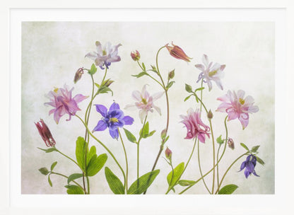 A delicate arrangement of various columbine flowers in shades of purple, pink, white, and red, with bright green leaves and stems against a soft, light-textured background, enclosed in a silver frame. Artwork