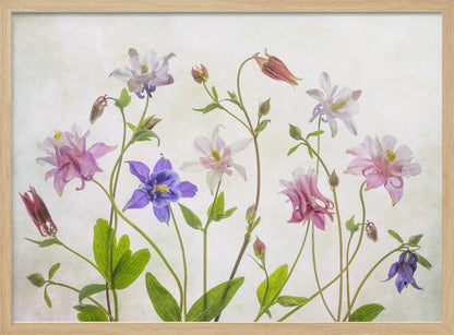 A delicate arrangement of various columbine flowers in shades of purple, pink, white, and red, with bright green leaves and stems against a soft, light-textured background, enclosed in a silver frame. Artwork