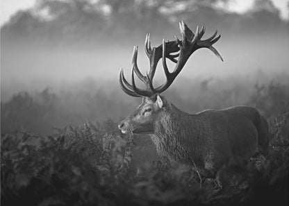 A majestic stag with large antlers is captured in a black and white photograph, standing in a field of ferns with a foggy forest in the background. The image has a moody and atmospheric quality and is displayed within a silver frame. Poster