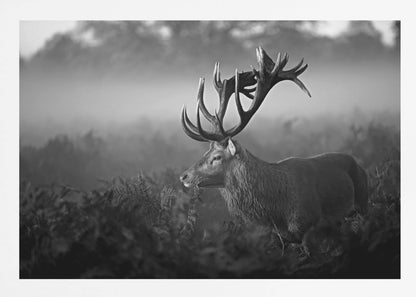 A majestic stag with large antlers is captured in a black and white photograph, standing in a field of ferns with a foggy forest in the background. The image has a moody and atmospheric quality and is displayed within a silver frame. Poster