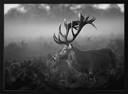 A majestic stag with large antlers is captured in a black and white photograph, standing in a field of ferns with a foggy forest in the background. The image has a moody and atmospheric quality and is displayed within a silver frame. Poster