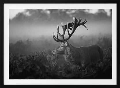 A majestic stag with large antlers is captured in a black and white photograph, standing in a field of ferns with a foggy forest in the background. The image has a moody and atmospheric quality and is displayed within a silver frame. Poster