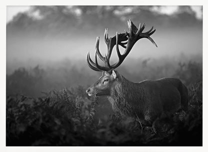 A majestic stag with large antlers is captured in a black and white photograph, standing in a field of ferns with a foggy forest in the background. The image has a moody and atmospheric quality and is displayed within a silver frame. Poster
