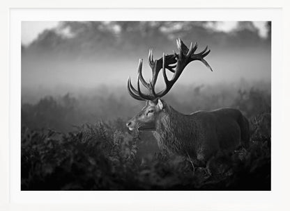 A majestic stag with large antlers is captured in a black and white photograph, standing in a field of ferns with a foggy forest in the background. The image has a moody and atmospheric quality and is displayed within a silver frame. Poster