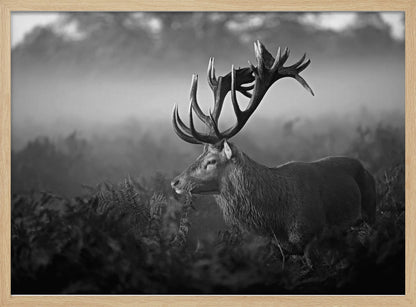 A majestic stag with large antlers is captured in a black and white photograph, standing in a field of ferns with a foggy forest in the background. The image has a moody and atmospheric quality and is displayed within a silver frame. Poster