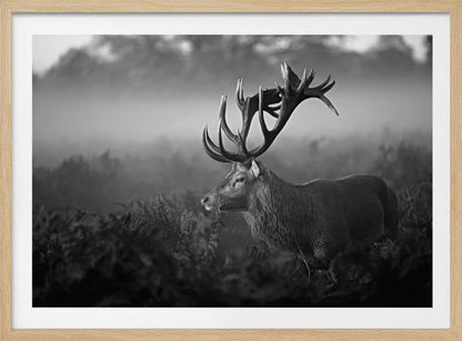 A majestic stag with large antlers is captured in a black and white photograph, standing in a field of ferns with a foggy forest in the background. The image has a moody and atmospheric quality and is displayed within a silver frame. Poster