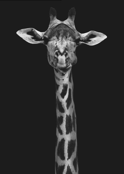 A striking black and white portrait of a giraffe against a solid black background. The giraffe is looking directly forward with a comical expression, its left cheek puffed out as if chewing. Decor